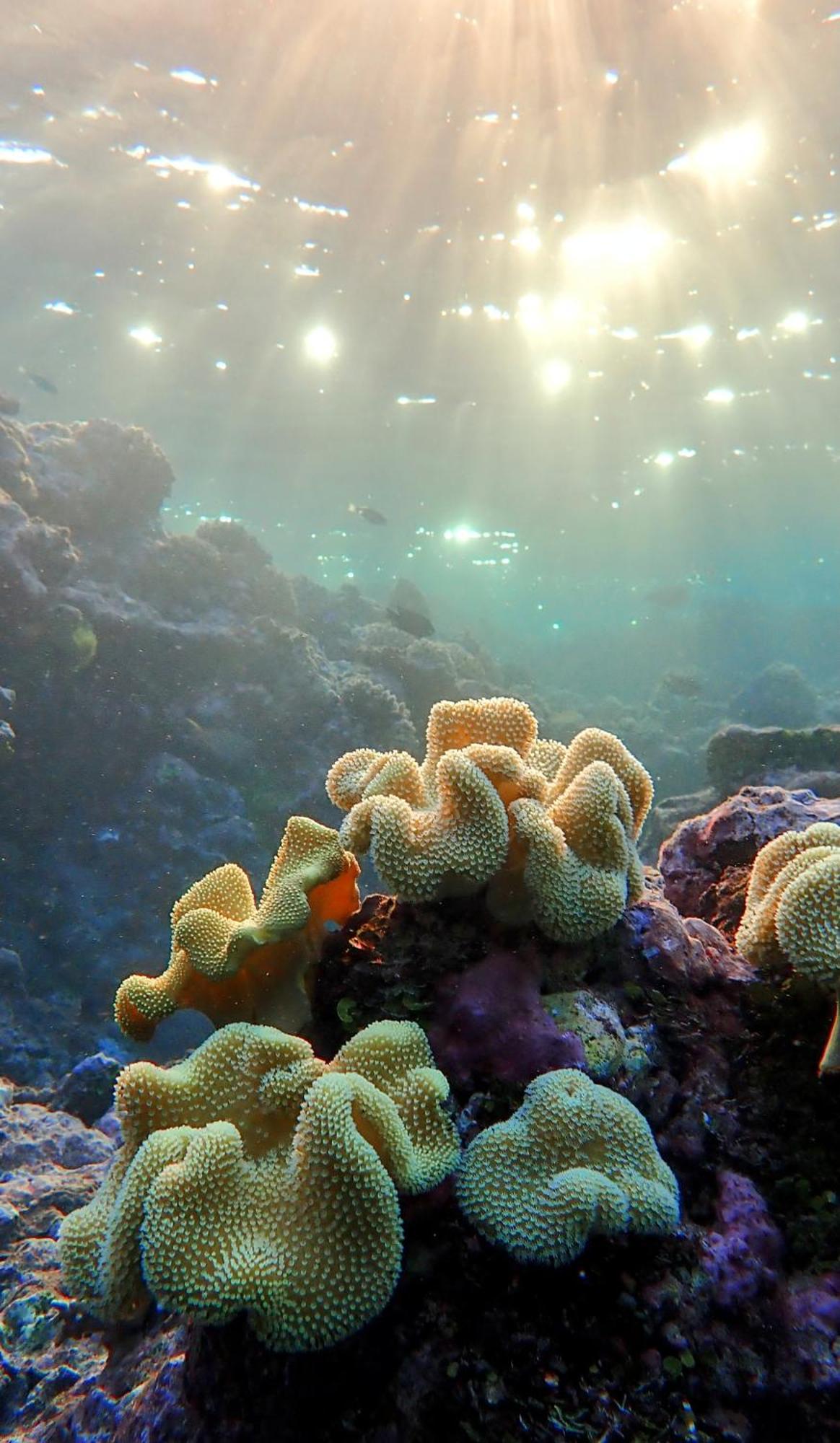 Coralview Island