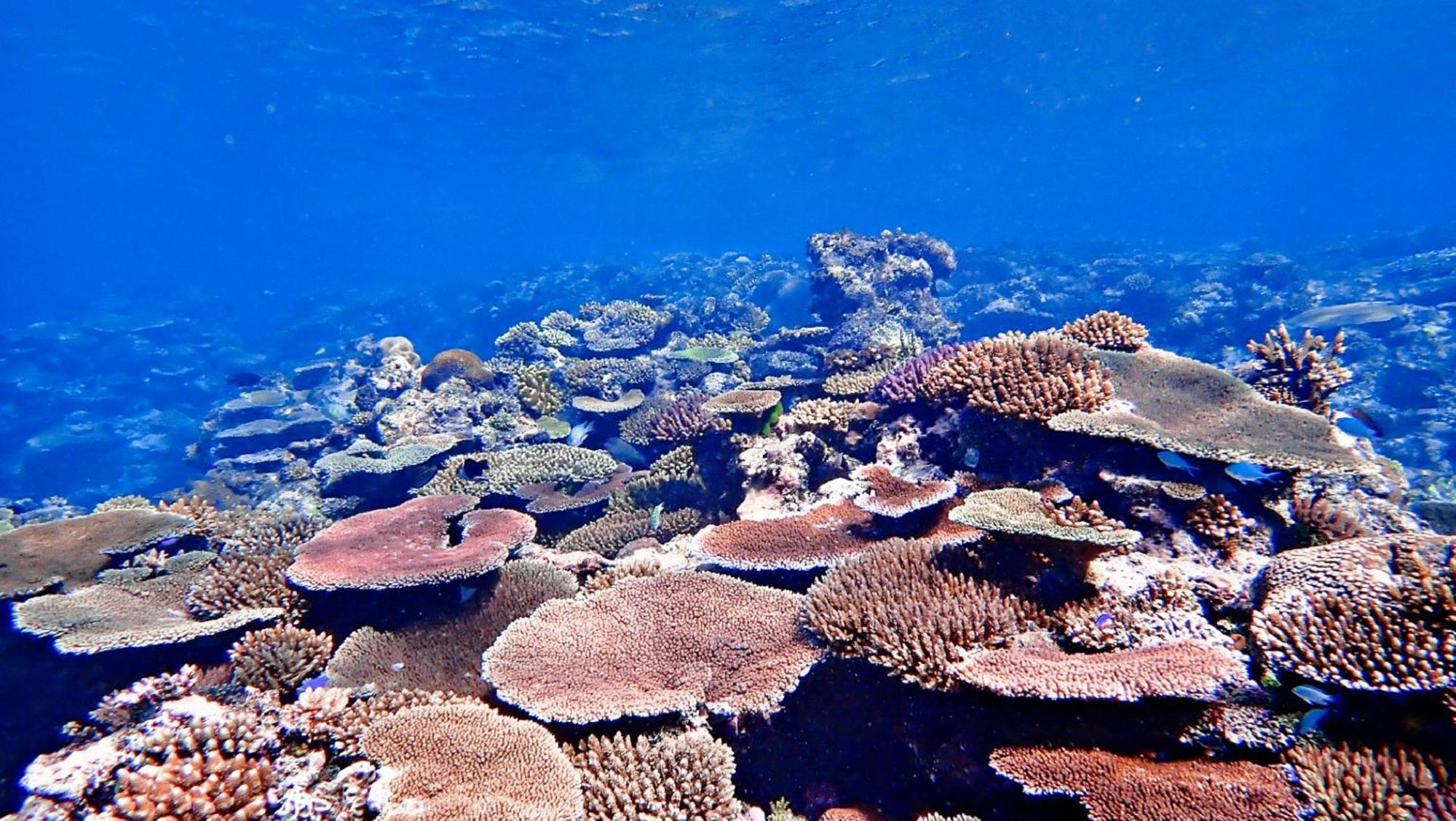 Coralview Island